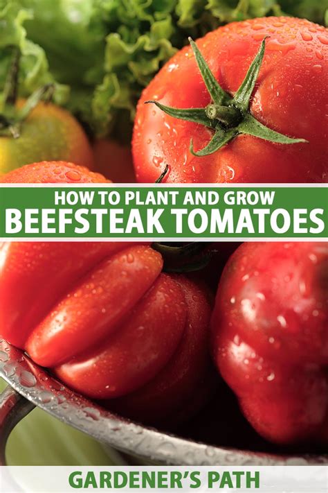 How To Plant And Grow Beefsteak Tomatoes Gardeners Path