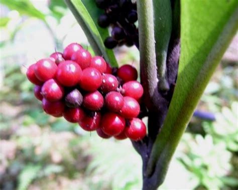 Berikut merupakan beberapa khasiat kacip fatimah terhadap wanita Anim Agro Technology: KACIP FATIMAH