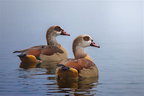 Egyptian Goose Couple Swimming In Misty Pond Stan Schaap Photography