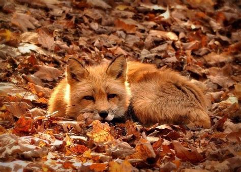 And Other Animals — Autumn Fox 😁 Taken From Rfoxes