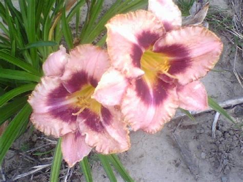 Identify Lily Flowers Forums