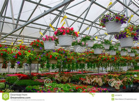 Shop metal hanging baskets with free shipping on items in qualified orders. Hanging Baskets Of Flowers For Sale In Greenhouse Stock ...