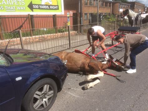 Horse Left For Dead By Owners After Being Hit By Car Express And Star
