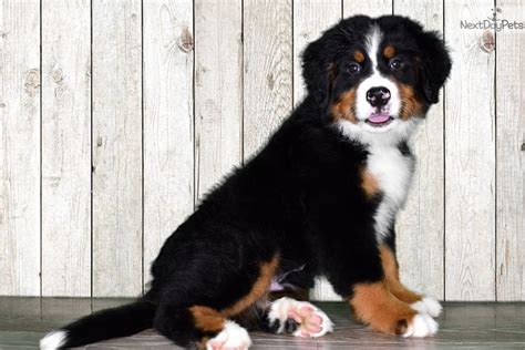 Bernese Mountain Dog Puppy For Sale Near St George Utah 10177151 1d61