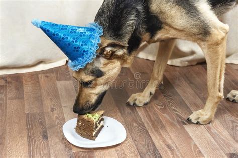 Funny Birthday Dog Eating Cake Stock Photo Image Of