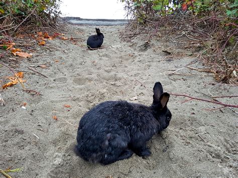 Whats Up With The Wild Rabbits At Vancouvers Jericho Beach Photos