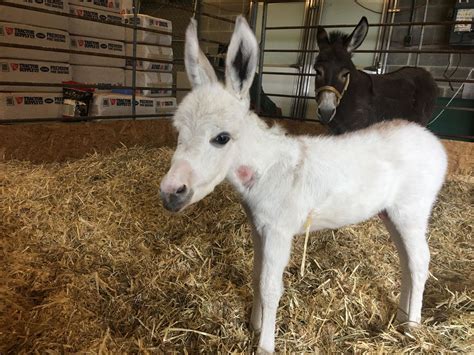 Rescued Mini Donkey Gives Birth Public Can Vote On A Name Whp