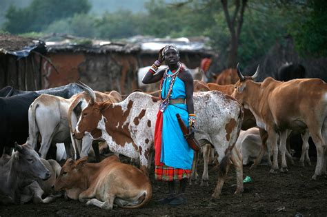 The Cattle Economy Of The Maasai