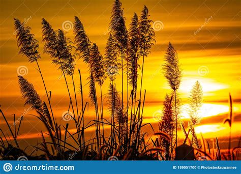 Beautiful Scenery Silhouette Of Grass And Sunset Atmosphere Stock Photo