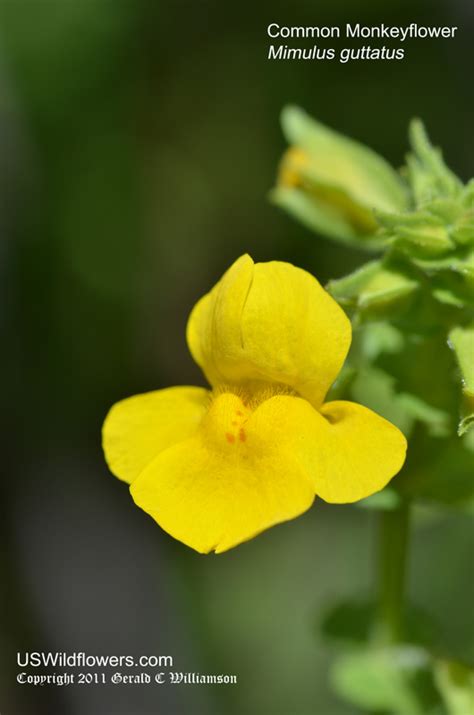 Yellow flowers bring the sunshine to a landscape, even on a cloudy day. US Wildflower's Database of Yellow Wildflowers for Michigan