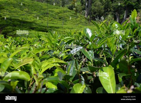 Sri Lanka Green Tea Plantations Stock Photo Alamy