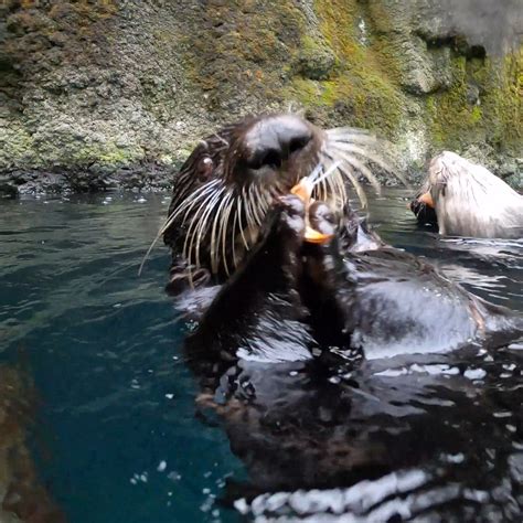 Playful Sea Otters Crunch On Snacks | snack | Cronchy sea otter snack