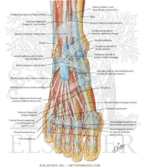 Muscles Arteries And Nerves Of Front Of Ankle And Dorsum Of Foot