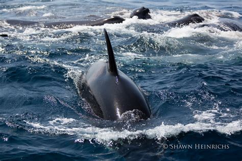 Orcas Vs Sperm Whales Blue Sphere Media