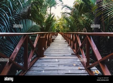 Wooden Bridge Over The Rainforest In Southeast Asia A Long Wooden
