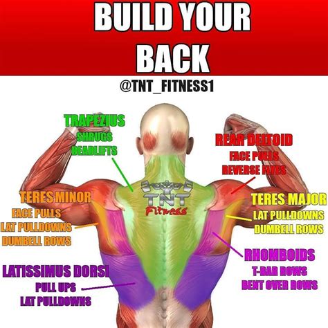 Build Your Back By Tntfitness1 Build Muscle Back Exercises