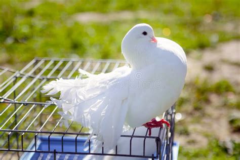 Decorative White Dove Sitting On The Cage Stock Image Image Of