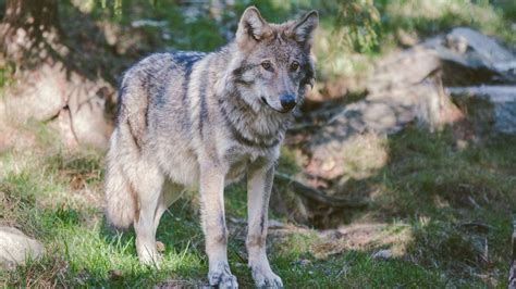 5 Facts About Grey Wolves Sunnyscope