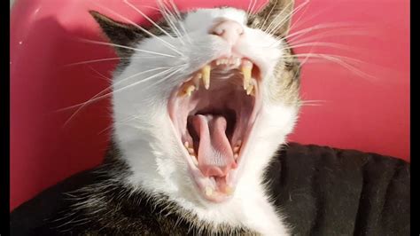 Lazy Cat Yawning In Slow Motion Youtube