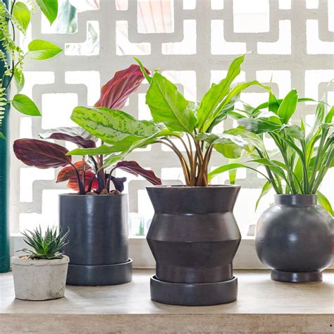 Vasos Para Plantas 60 Modelos E Ideias Para Fazer Você Mesmo