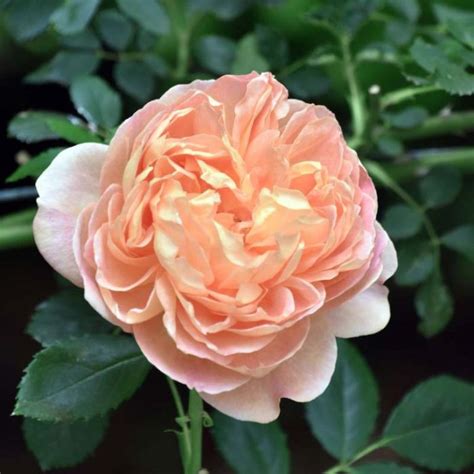 Rose Madame Paule Massad Flower Power