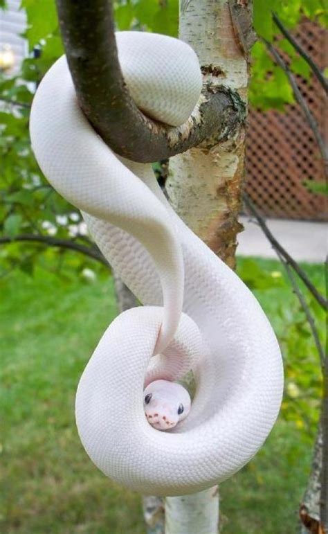 cute funny  cute snake