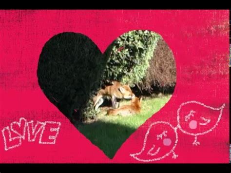 Red Foxes Mating - Urban Fox Love - YouTube