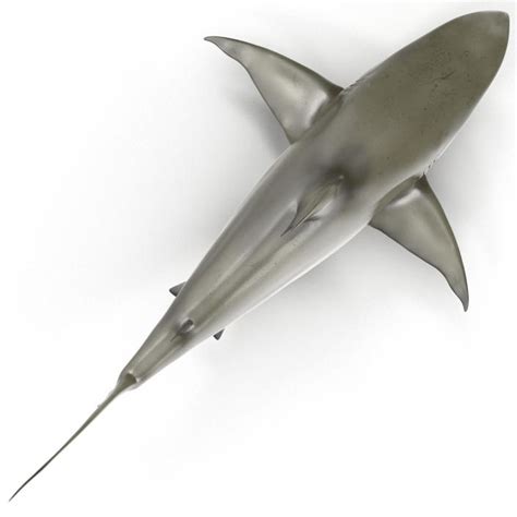 Pigeye Shark 3d 3d Molier International