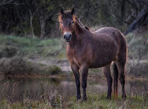 Horse Alone In The Rain Casting A Wistful Glance Stan Schaap Photography