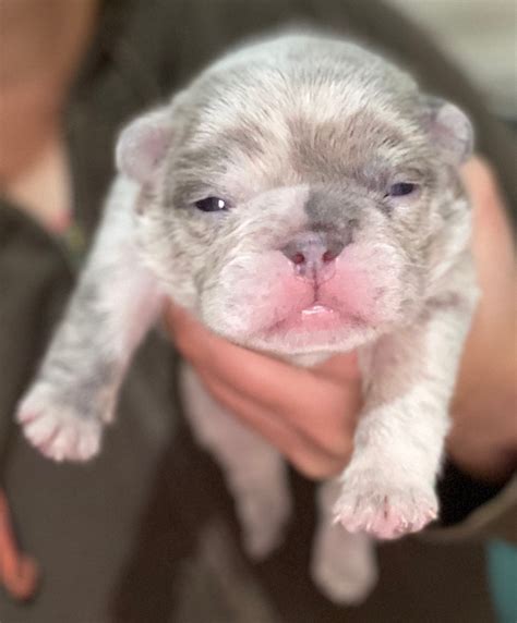 They have a purple lilac coat color that can be quite attractive. French Bulldog Lilac Merle Male - Romanis Legacy Bulldogs