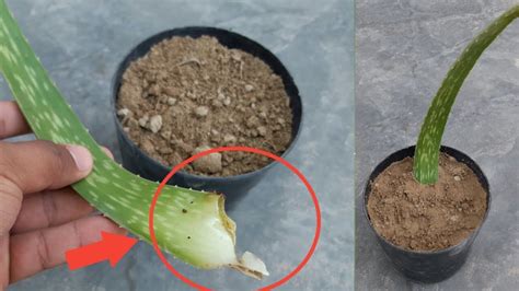 How To Grow Aloe Vera From Leaf Grow Indoors Youtube