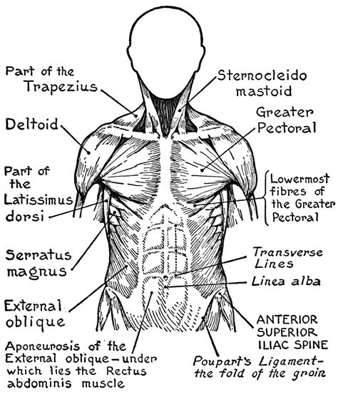 Human Muscles Coloring Diagram Educative Printable Anatomy Coloring