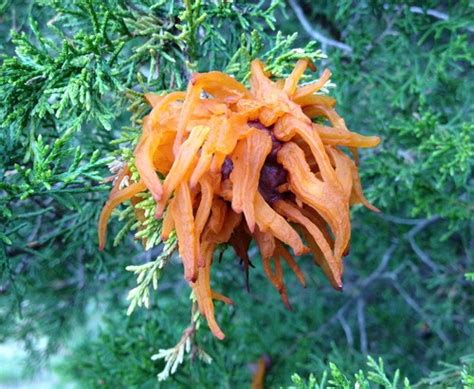 Cedar Tree Leaves Turning Orange Shalon Coyne