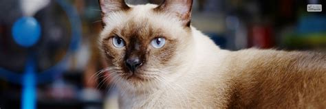 The Beauty And Personality Of Mix Siamese Cats