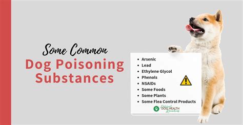 How to treat food poisoning yourself you can usually treat yourself or your child at home. Dog Poisoning Substances | Antifreeze Poisoning | Plants Poisonous to Dogs