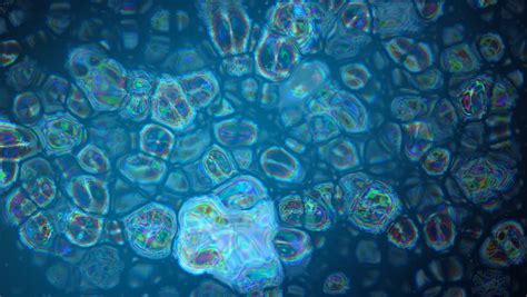 This book introduces fundamental principles and practical applic. High Definition Microbiology Intro, Cells And Bacteria ...