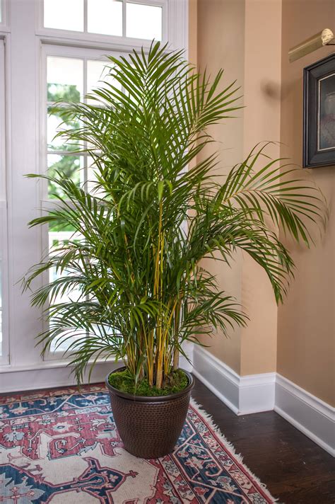 Areca Palm Full Sized Quality Plant Shipped To Your Door