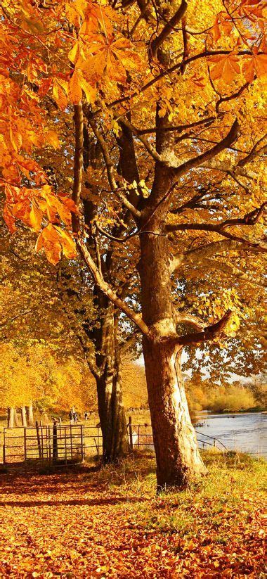 Scotland Autumn River Fall 1080x2340 All Nature Autumn Photography