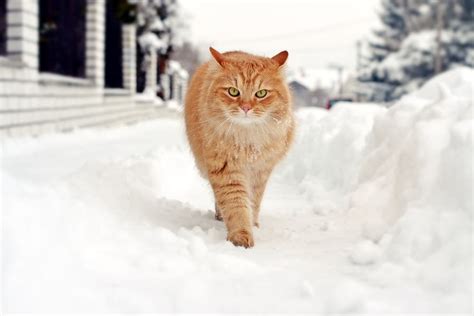 How To Keep Cats Warm In Winter Great Pet Care
