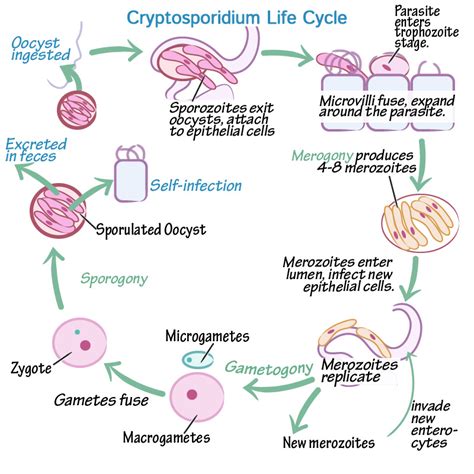 immunology microbiology glossary protozoa cryptosporidium life cycle ditki medical