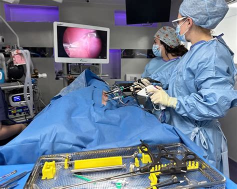 Laparoscopic Spay Veterinary Keyhole Surgery In Wigan
