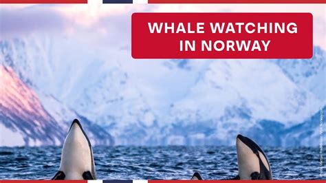 Whale Watching In Norway Visit Norway Youtube