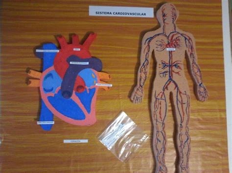 Maqueta Sistema Cardiovascular Sistema Circulatório Sistema Do Corpo