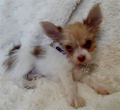 Shih tzu and chihuahua mixed puppies. Tiny Shih Tzu Cross Chihuahua Puppy - Ready Now | Manchester, Greater Manchester | Pets4Homes