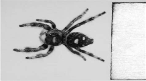 How A Spider Jumps On Its Prey Science Has The Answer Bbc News