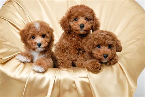40 Amazing Poodle Dog Puppies Pictures Tail And Fur