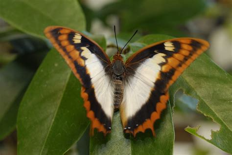 African Butterflies Community Blogs