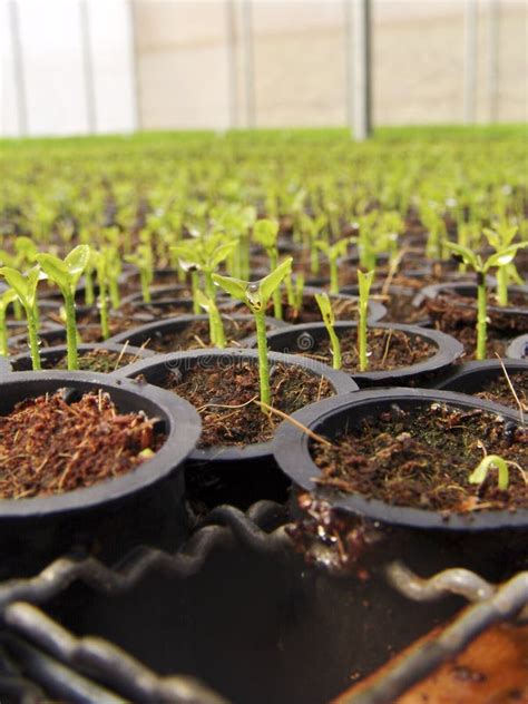 Orange Seedlings In A Nursery Stock Photo Image Of Cultivate Growth