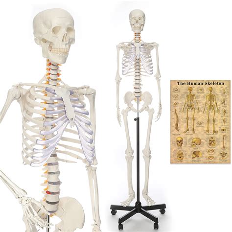 Buy Ronten Human Skeleton Model For Medical Study 708 Life Size