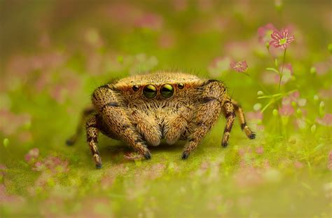 Salticidae Rhene Flavigera Female Pet Spider Spider Jumping Spider